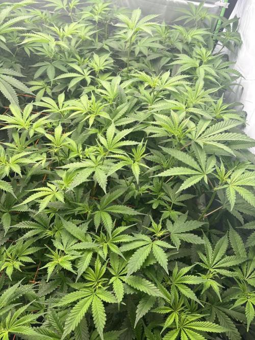 Black Powdered - RDWC. Week 7