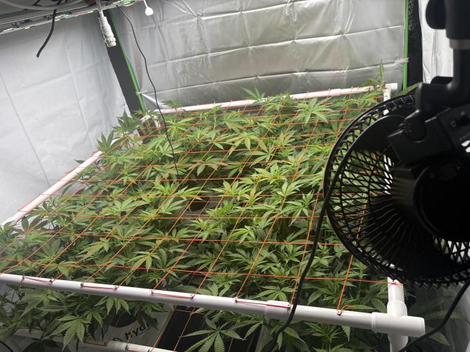 Black Powdered - RDWC. Week 7