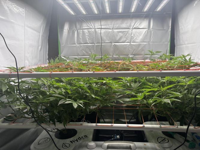 Black Powdered - RDWC. Week 7