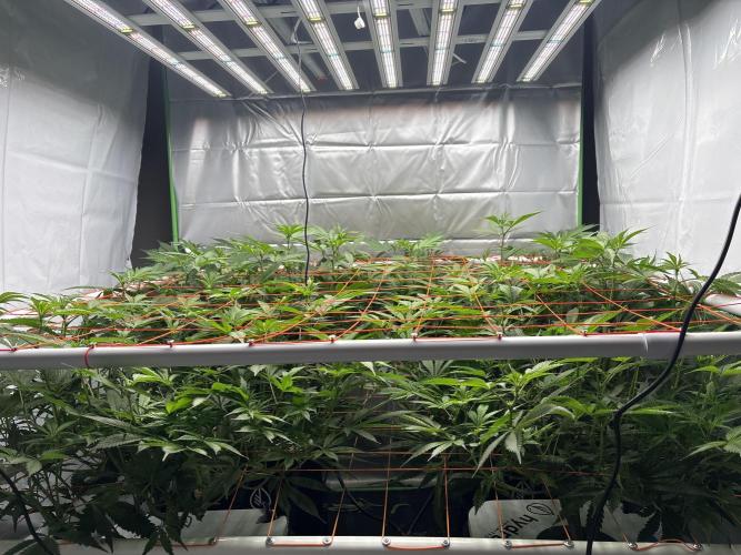 Black Powdered - RDWC. Week 7