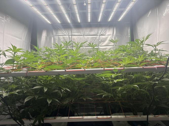 Black Powdered - RDWC. Week 7