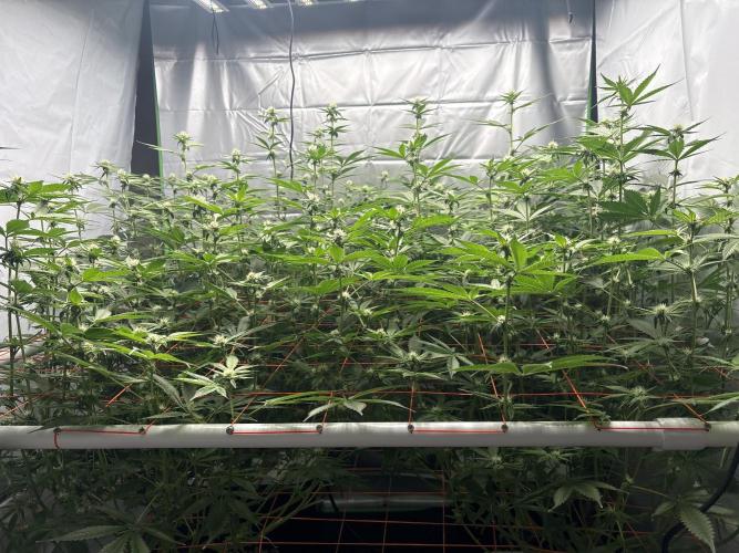 Black Powdered - RDWC. Week 8