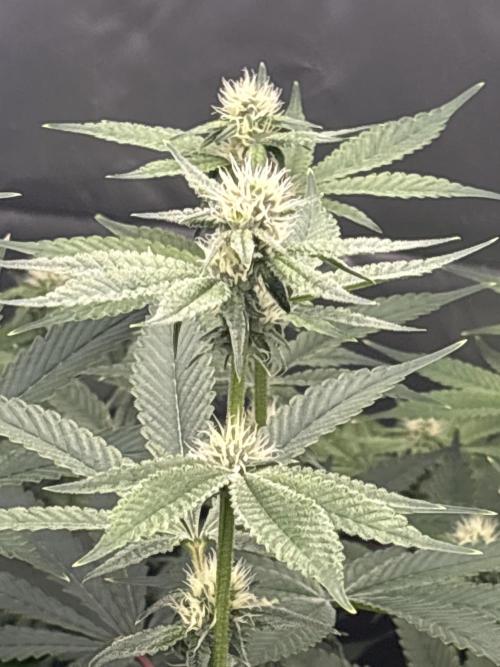 Black Powdered - RDWC. Week 8
