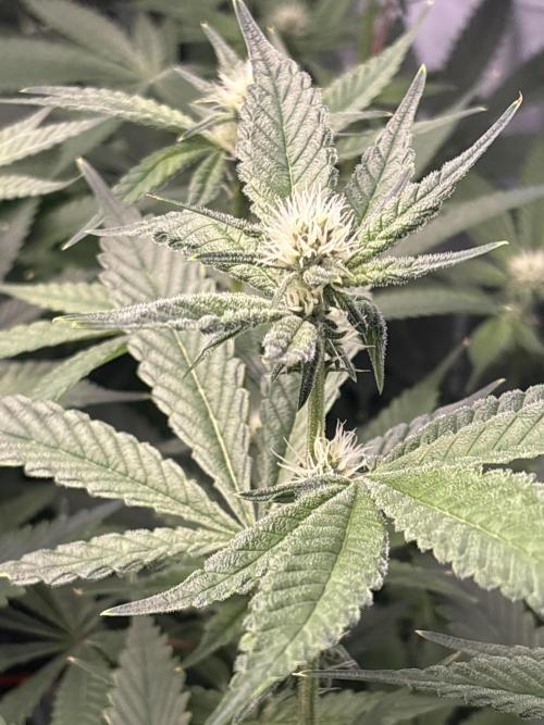 Black Powdered - RDWC. Week 8
