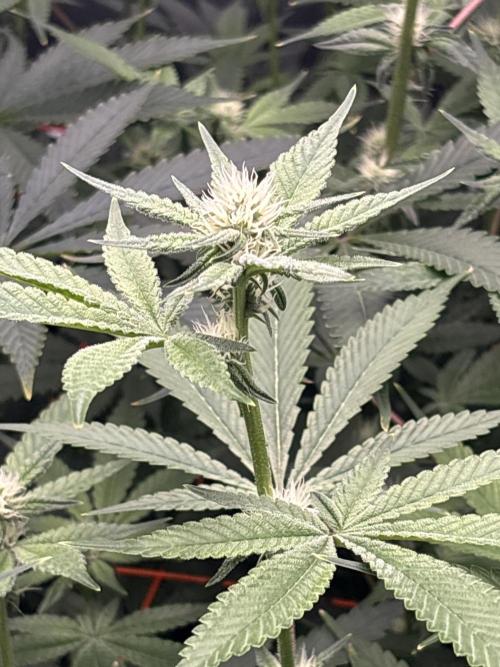 Black Powdered - RDWC. Week 8