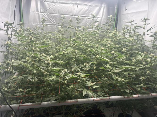 Black Powdered - RDWC. Week 9