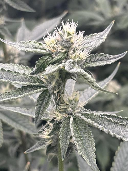 Black Powdered - RDWC. Week 9