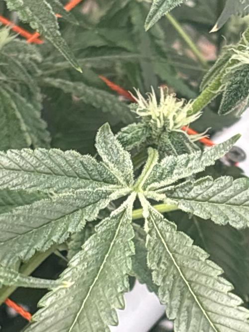 Black Powdered - RDWC. Week 9
