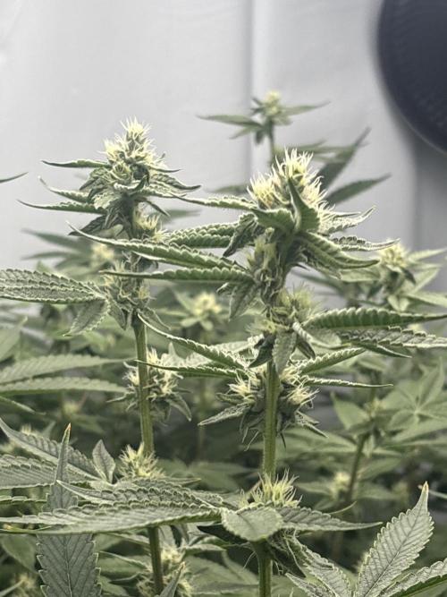 Black Powdered - RDWC. Week 9