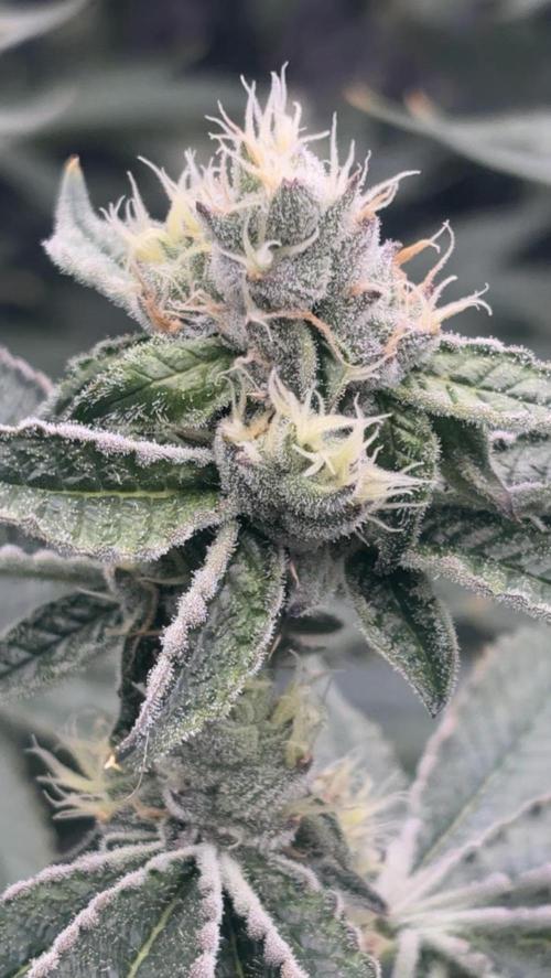 Black Powdered - RDWC. Week 10