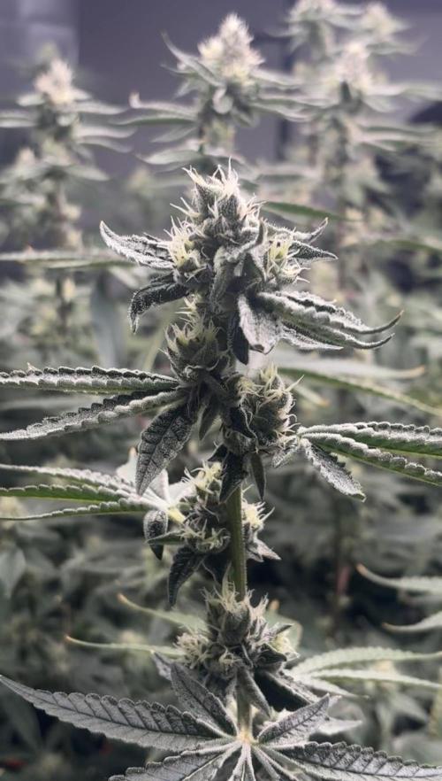 Black Powdered - RDWC. Week 10