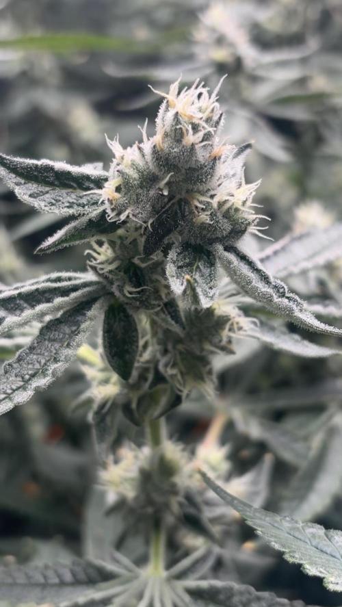 Black Powdered - RDWC. Week 10
