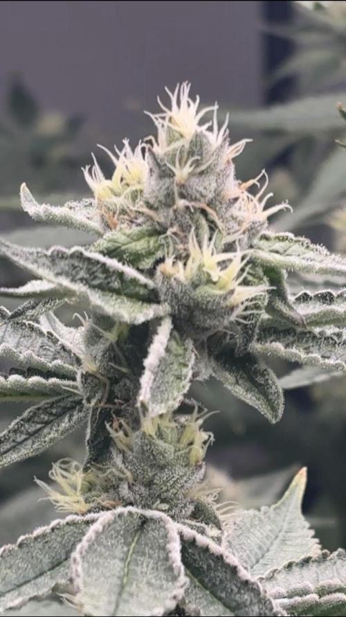 Black Powdered - RDWC. Week 10