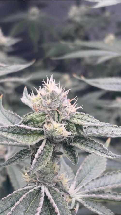 Black Powdered - RDWC. Week 10