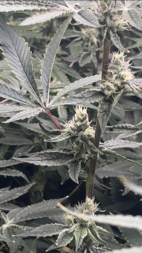 Black Powdered - RDWC. Week 10