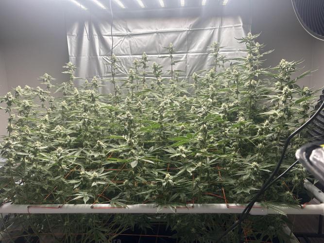 Black Powdered - RDWC. Week 10