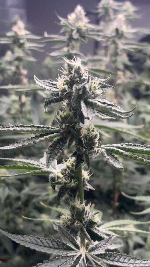 Black Powdered - RDWC