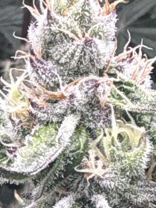 Black Powdered - RDWC. Week 11