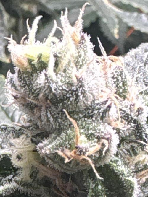 Black Powdered - RDWC. Week 11