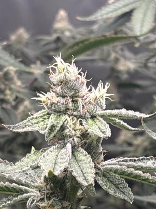 Black Powdered - RDWC. Week 11