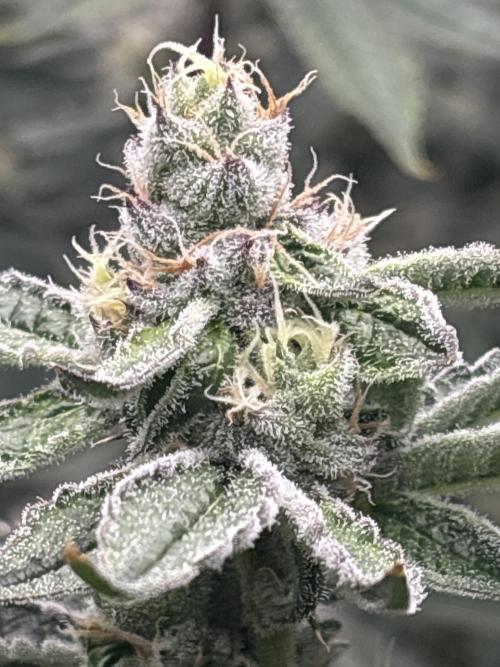 Black Powdered - RDWC. Week 11