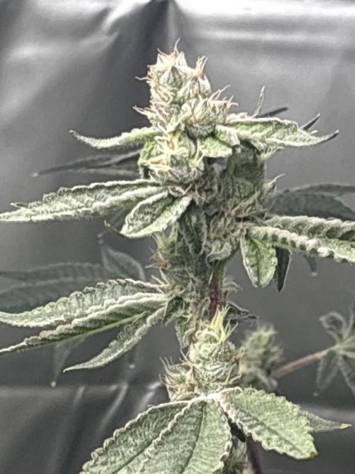 Black Powdered - RDWC. Week 11