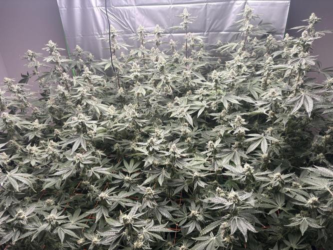 Black Powdered - RDWC. Week 11