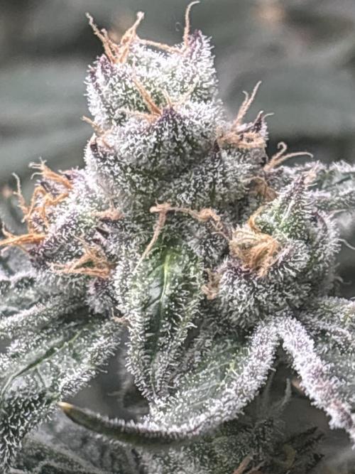 Black Powdered - RDWC. Week 12