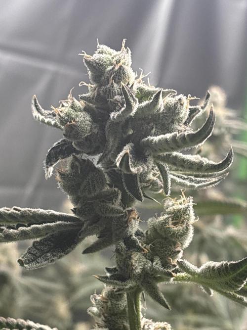 Black Powdered - RDWC. Week 12