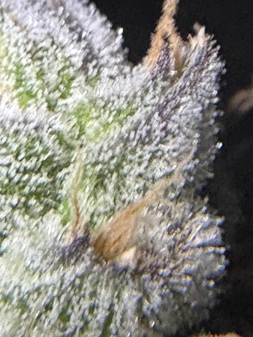 Black Powdered - RDWC. Week 12