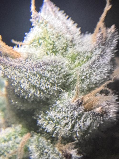 Black Powdered - RDWC. Week 12