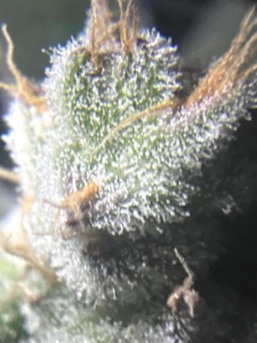 Black Powdered - RDWC. Week 12
