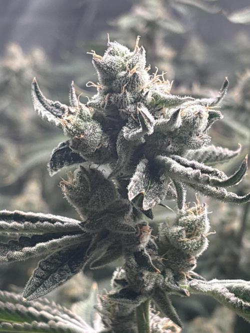 Black Powdered - RDWC. Week 12