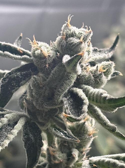 Black Powdered - RDWC. Week 12