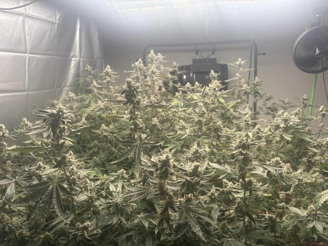Black Powdered - RDWC. Week 13