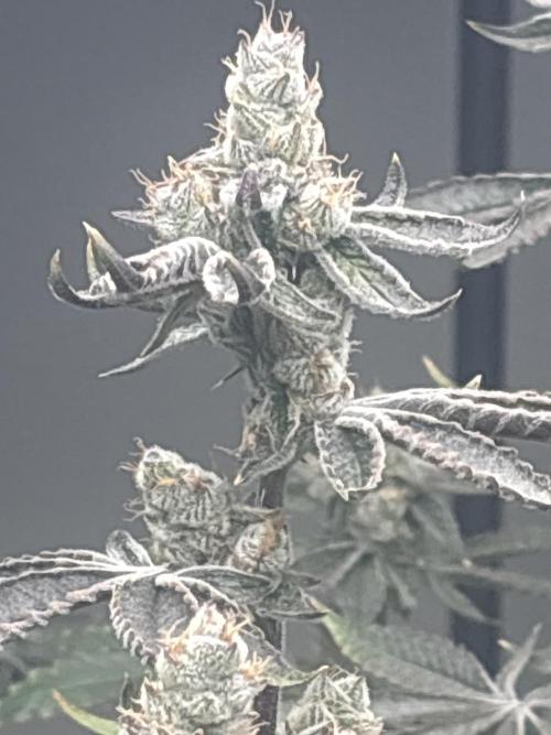 Black Powdered - RDWC. Week 13