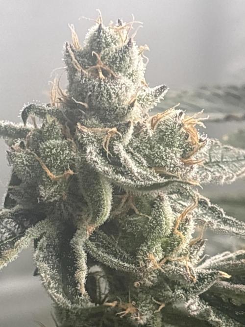 Black Powdered - RDWC. Week 13