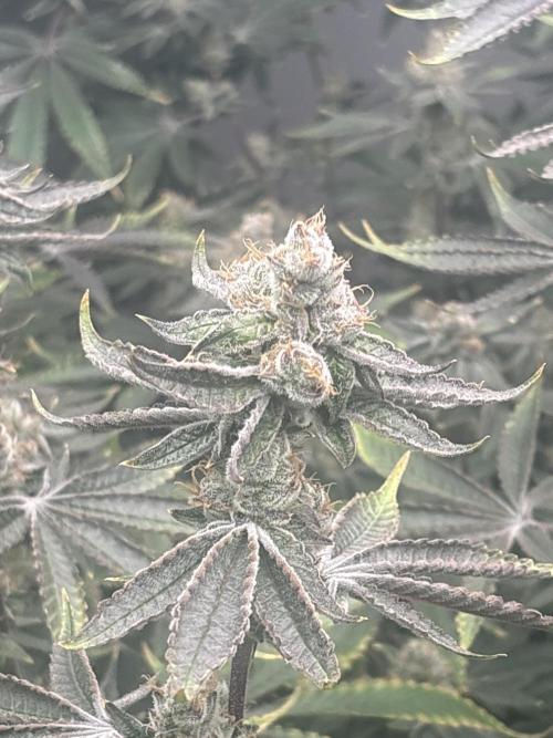 Black Powdered - RDWC. Week 13