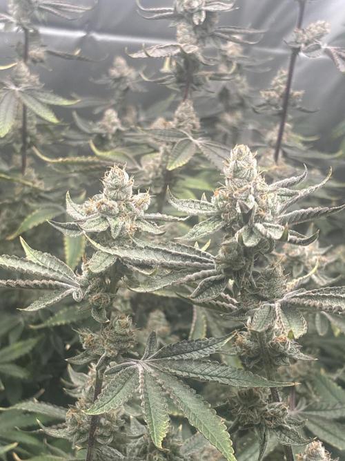 Black Powdered - RDWC. Week 13