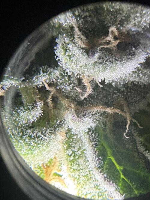 Black Powdered - RDWC. Week 13