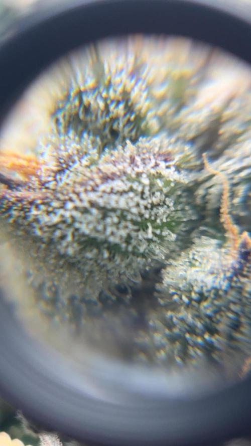 Black Powdered - RDWC. Week 14