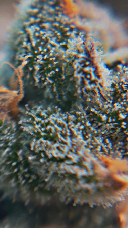 Black Powdered - RDWC. Week 14