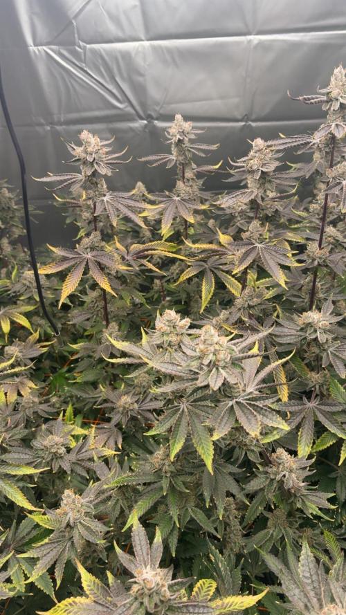 Black Powdered - RDWC. Week 14