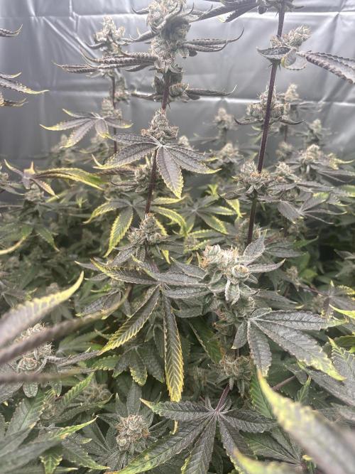 Black Powdered - RDWC. Week 14