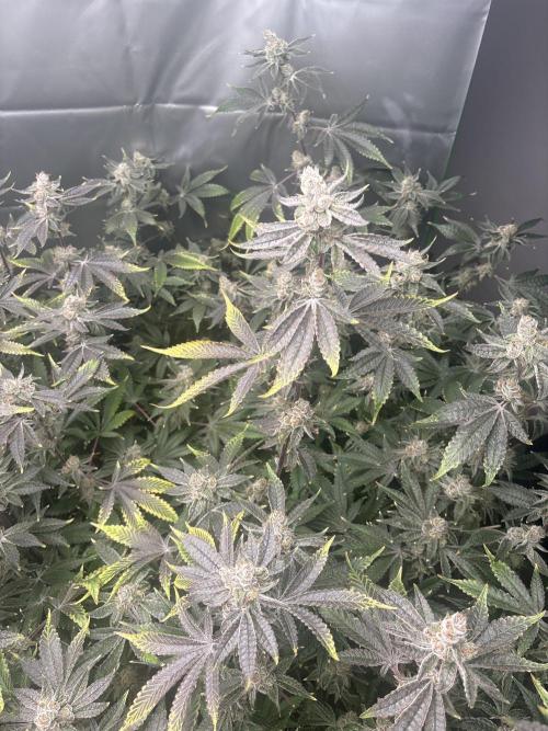 Black Powdered - RDWC. Week 14