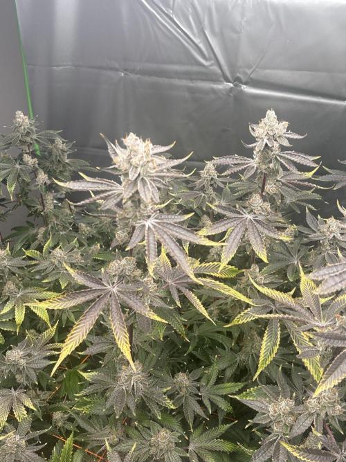 Black Powdered - RDWC. Week 14