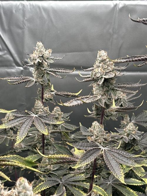 Black Powdered - RDWC. Week 14