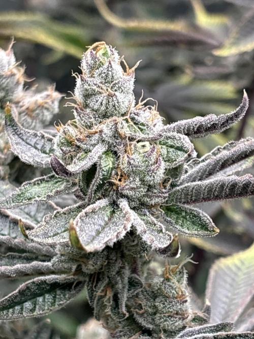 Black Powdered - RDWC. Week 14