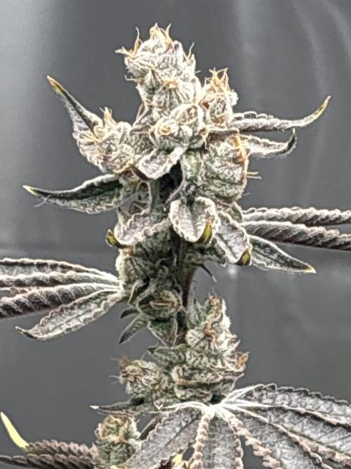 Black Powdered - RDWC. Week 14