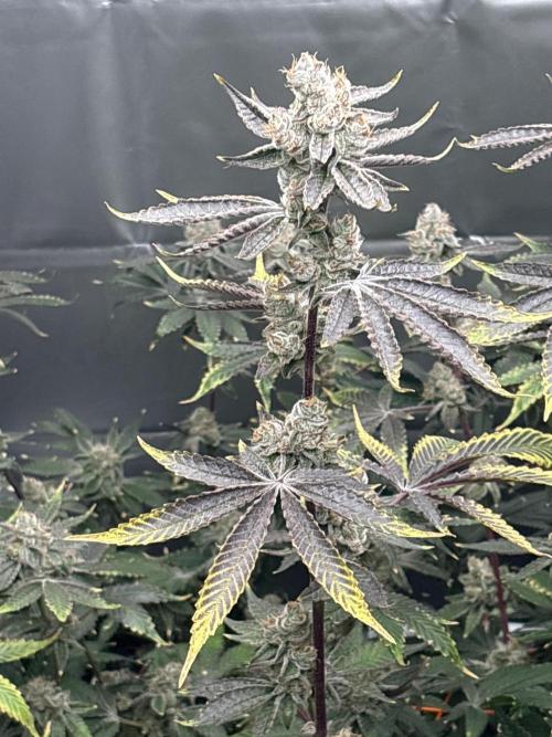 Black Powdered - RDWC. Week 14